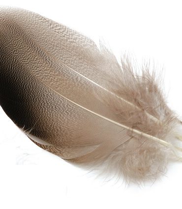 Wapsi Bronze Mallard Spey Select