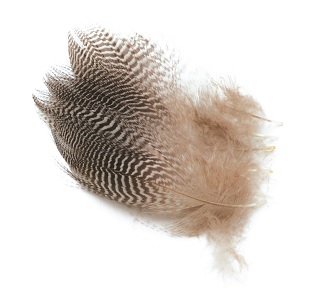 Wapsi Teal Barred Flank