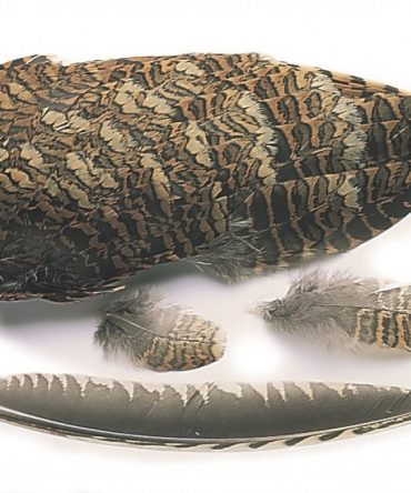 Veniard Woodcock Wings
