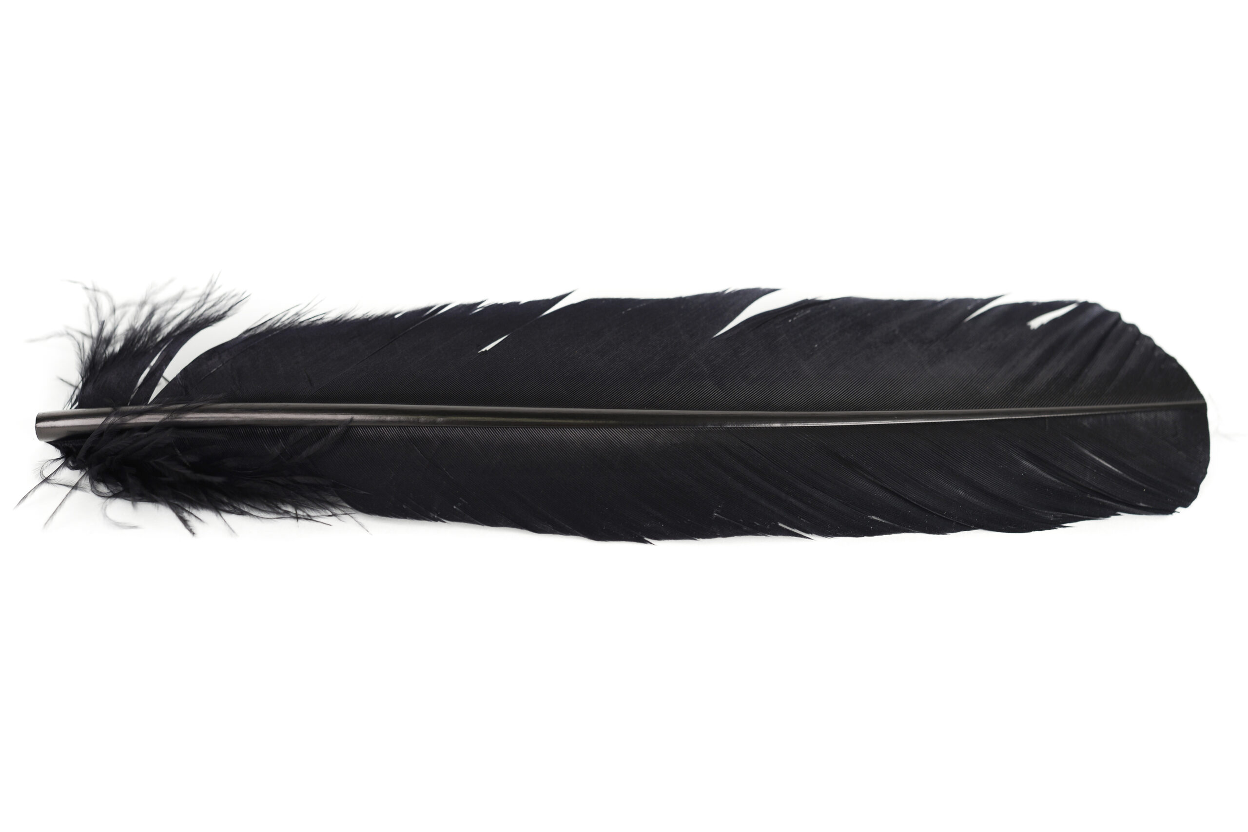 Veniard Turkey Broad Wing Quills