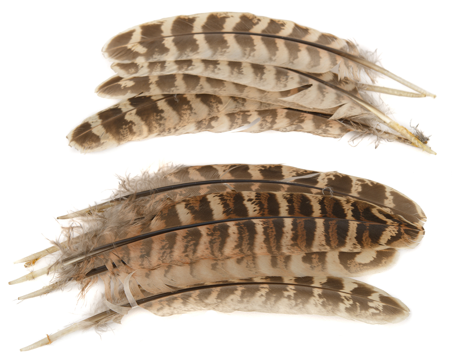 Veniard PHEASANT HEN RINGNECK WING QUILLS