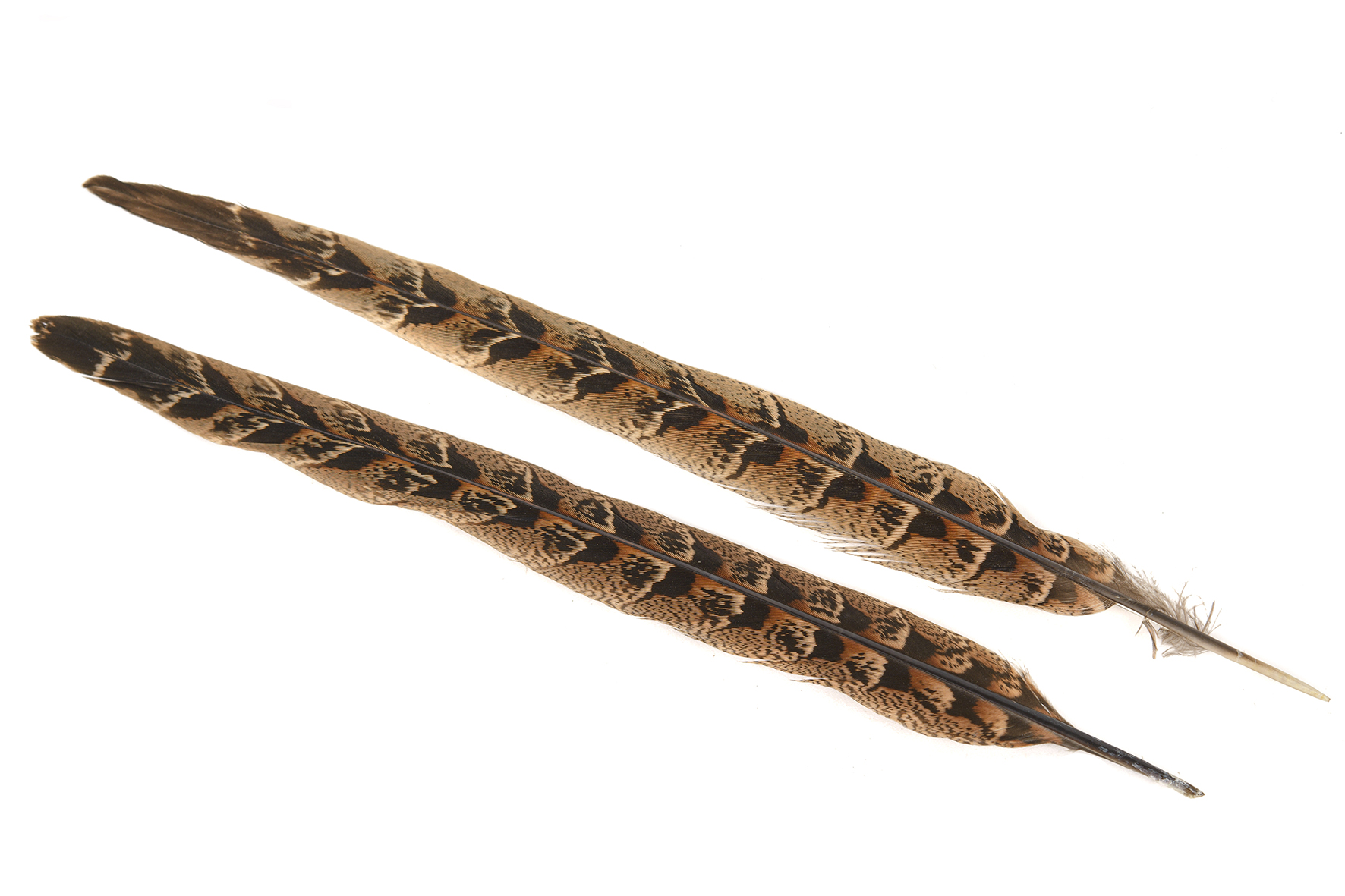 Veniard PHEASANT HEN RINGNECK CENTRE TAILS