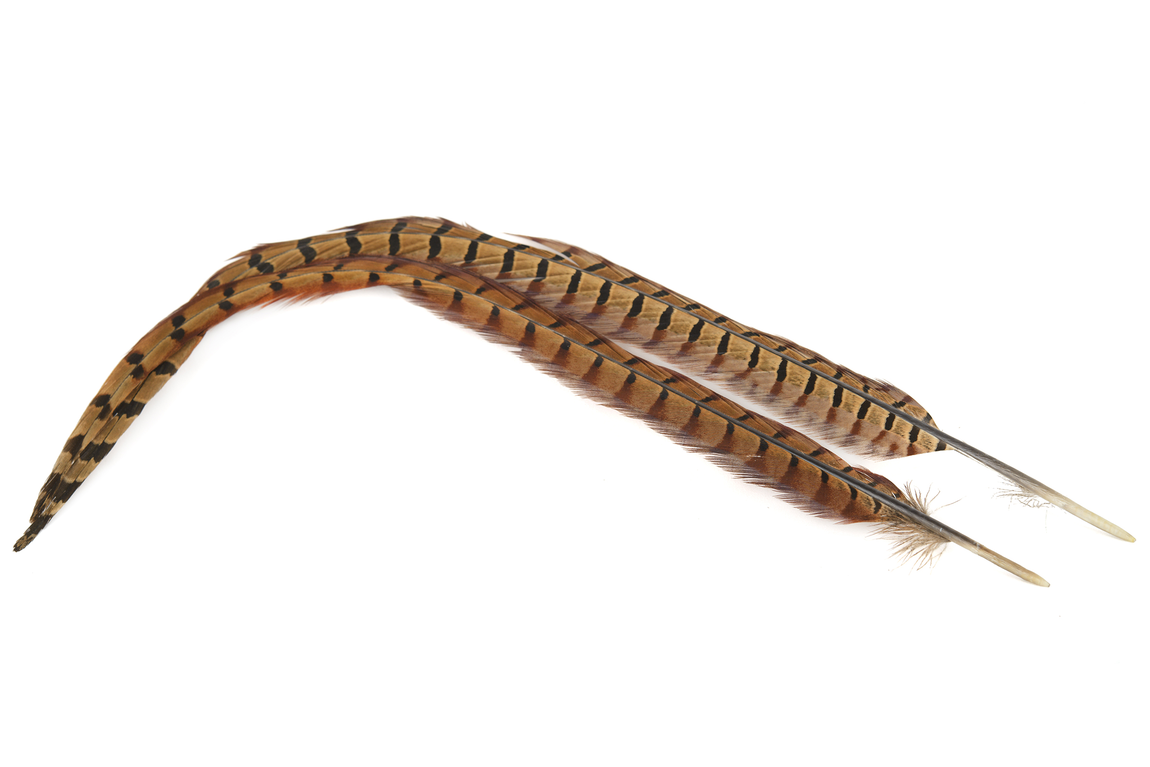 Veniard PHEASANT COCK RINGNECK CENTRE TAILS – NATURAL