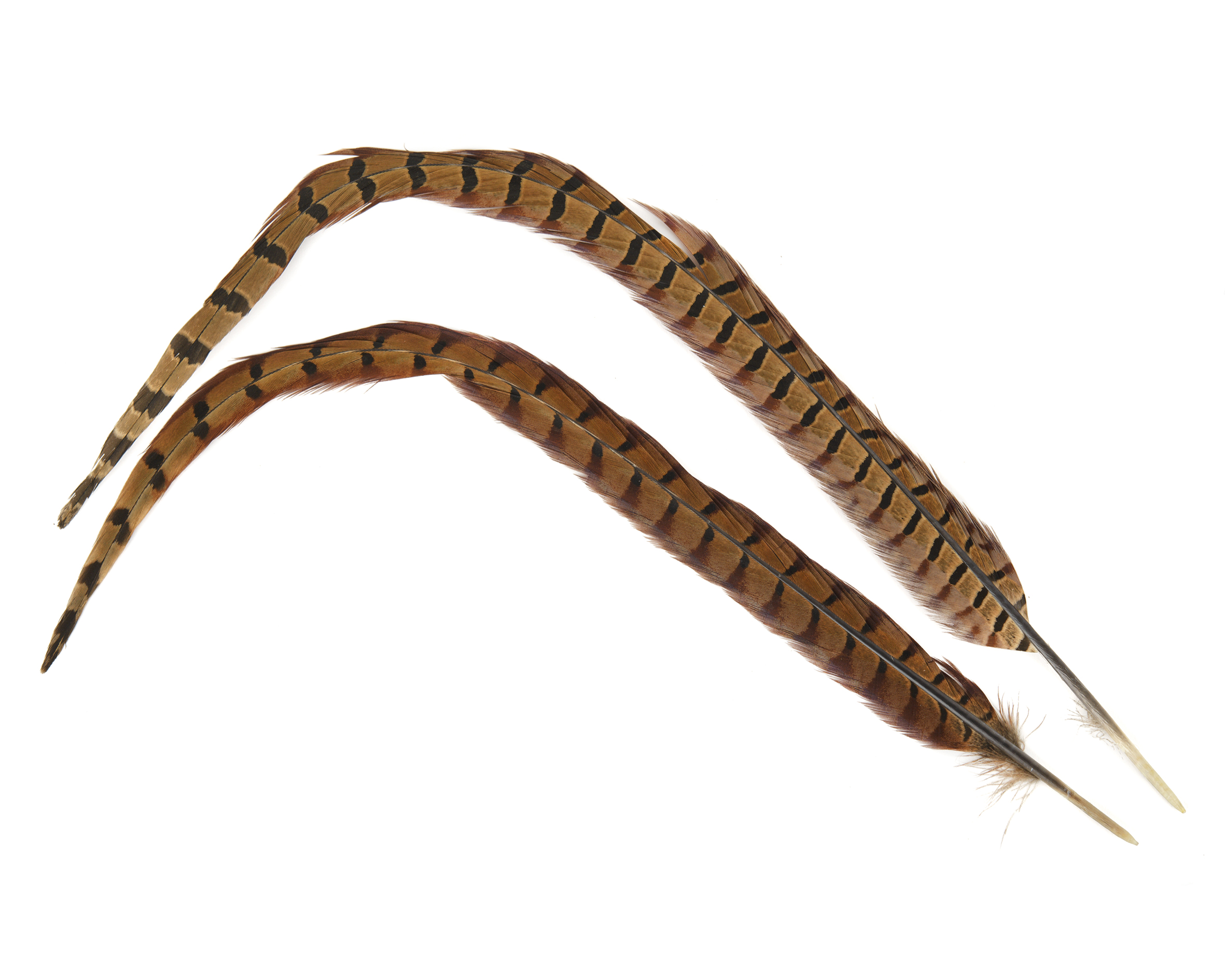 Veniard PHEASANT COCK RINGNECK CENTRE TAILS – NATURAL