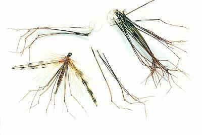 Veniard PHEASANT COCK RINGNECK DADDY/Hopper LEGS
